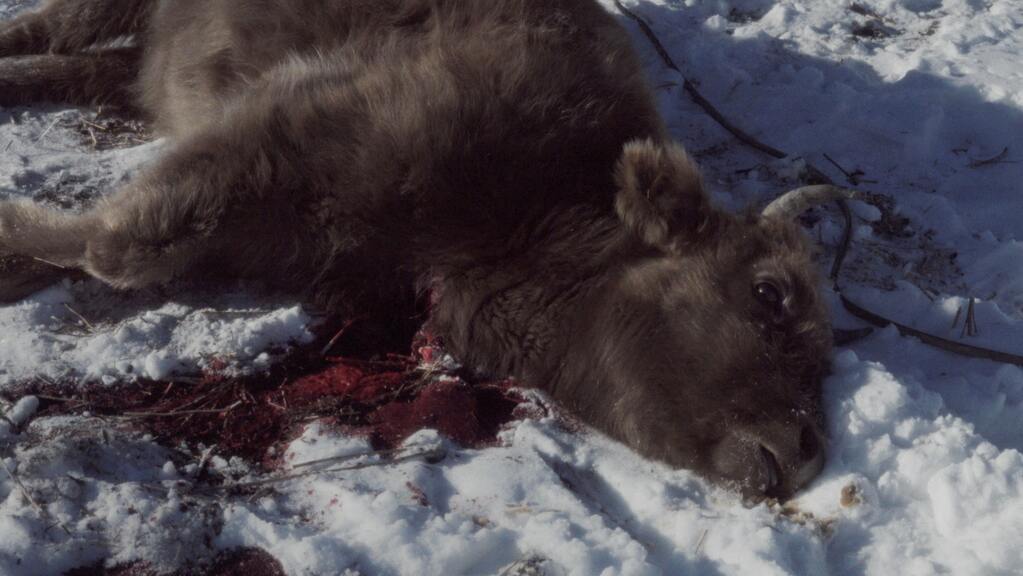 For Every Bird in the Sky For Every Bird in the Sky