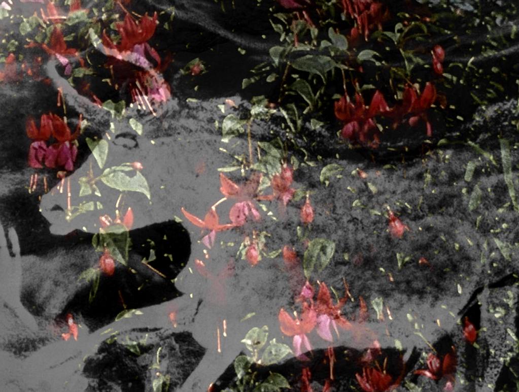 Songe que j’étais solitaire Songe que j’étais solitaire