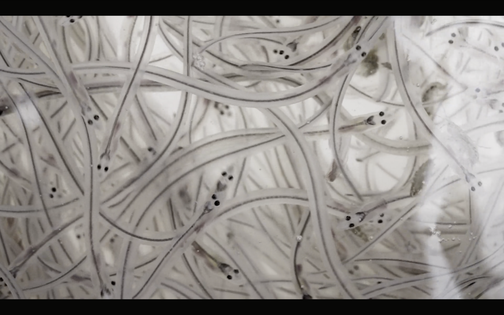 Kelly on the Shore - © Les Valseurs Kelly on the Shore - © Les Valseurs