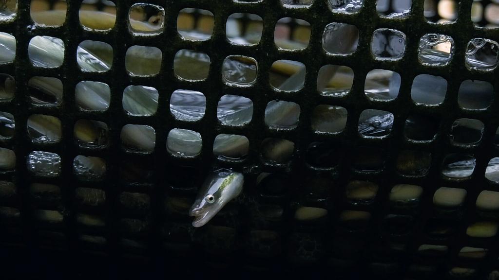 Kelly on the Shore - © Les Valseurs Kelly on the Shore - © Les Valseurs