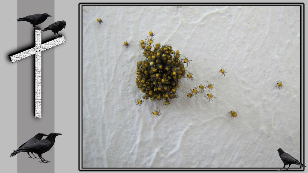 Festival international du film de Braunschweig - 2014 Festival international du film de Braunschweig - 2014