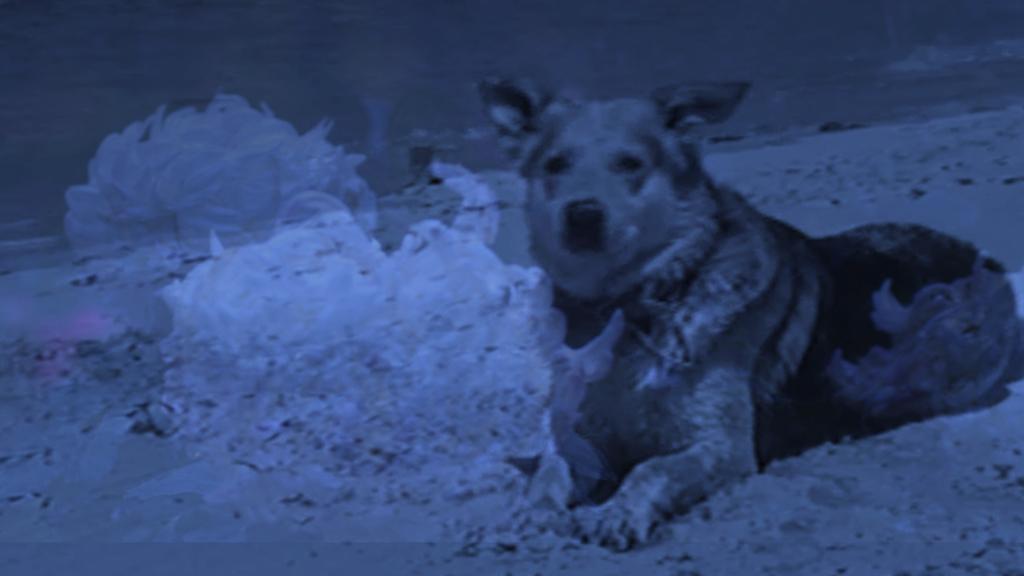 Une vie de Bob Une vie de Bob