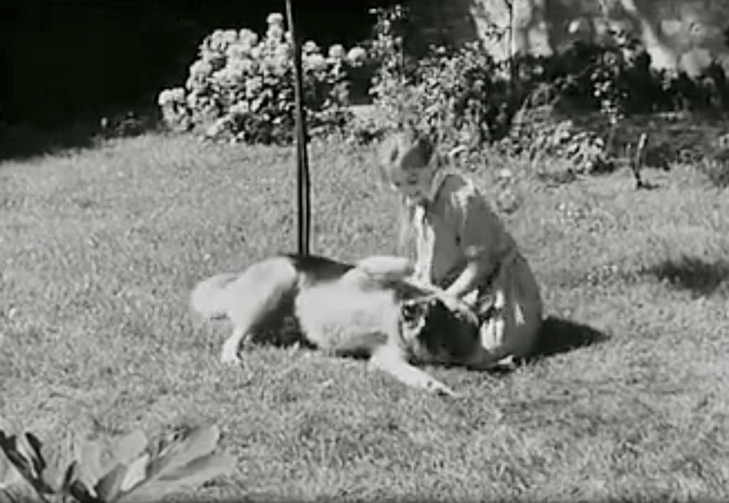 Mon chien Mon chien