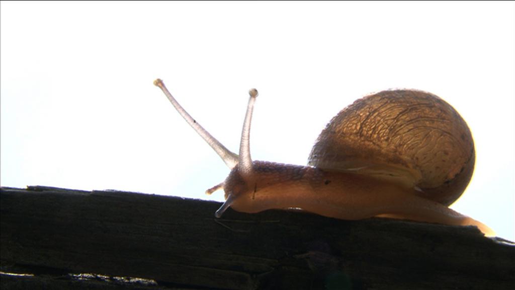 Près du corps Près du corps