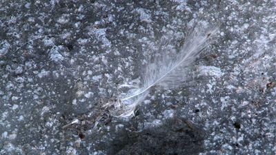 Près du corps Près du corps