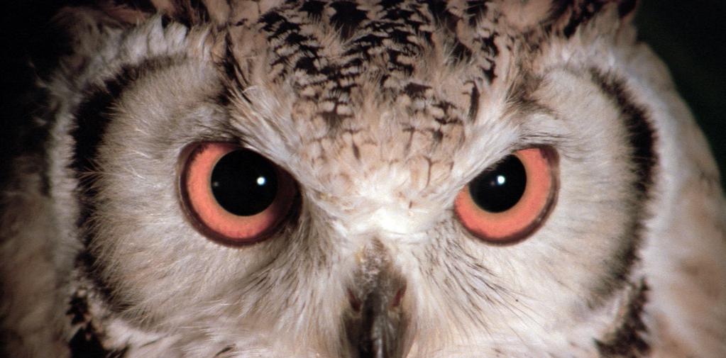 Gr&eacute;gory Viallet