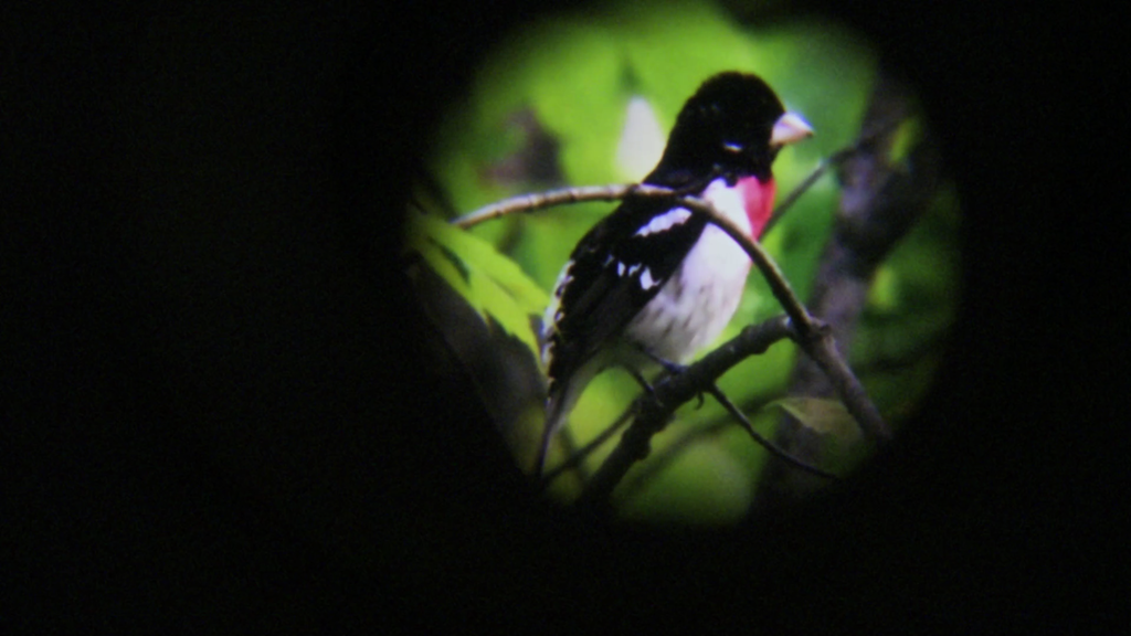The Music of the Birds The Music of the Birds