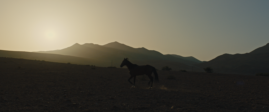 Pourquoi as-tu laissé le cheval à sa solitude ? Pourquoi as-tu laissé le cheval à sa solitude ?