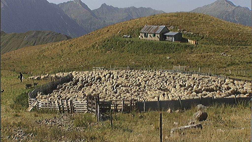 Les Dernières Grandes Transhumances Les Dernières Grandes Transhumances