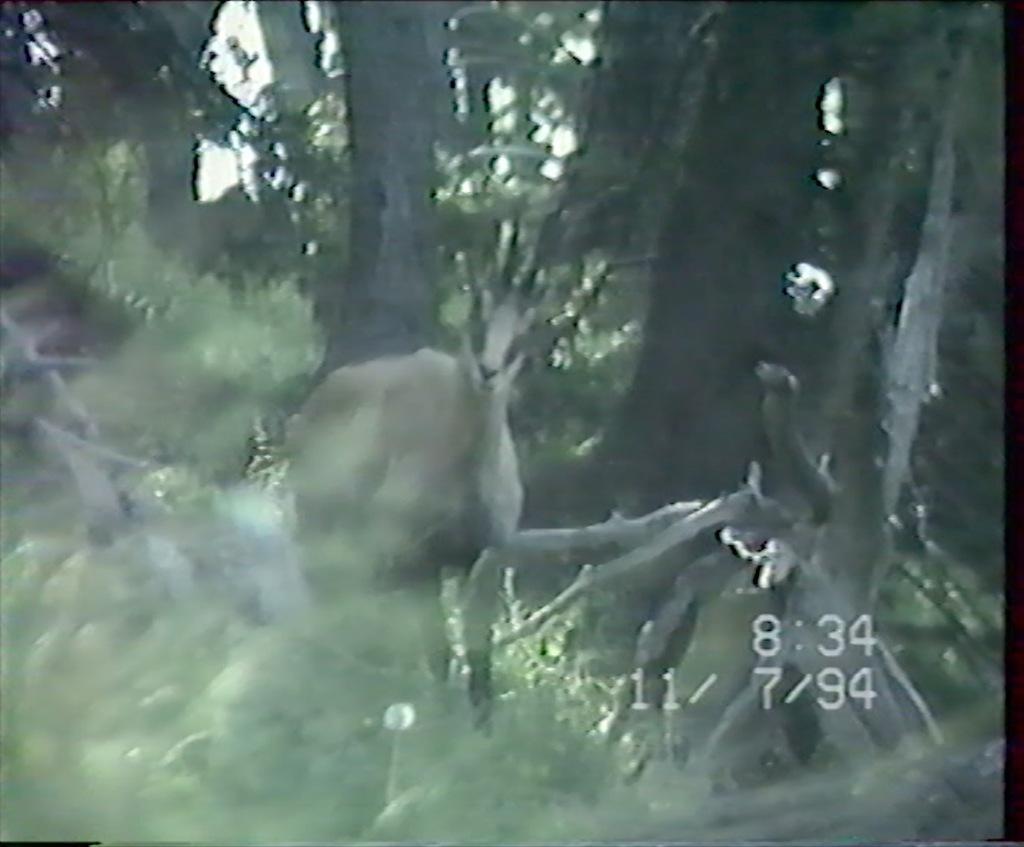 The Chamois' Cry The Chamois' Cry