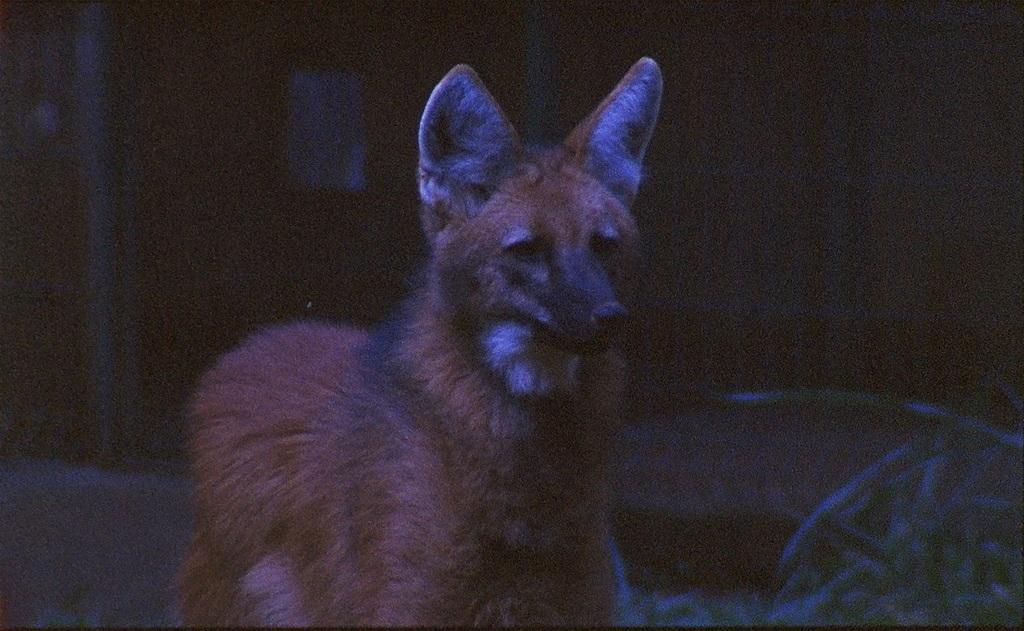 Il fait nuit en Amérique Il fait nuit en Amérique