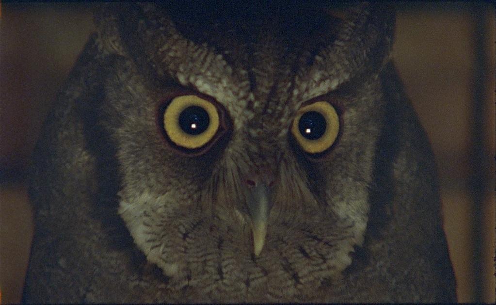 Il fait nuit en Amérique Il fait nuit en Amérique