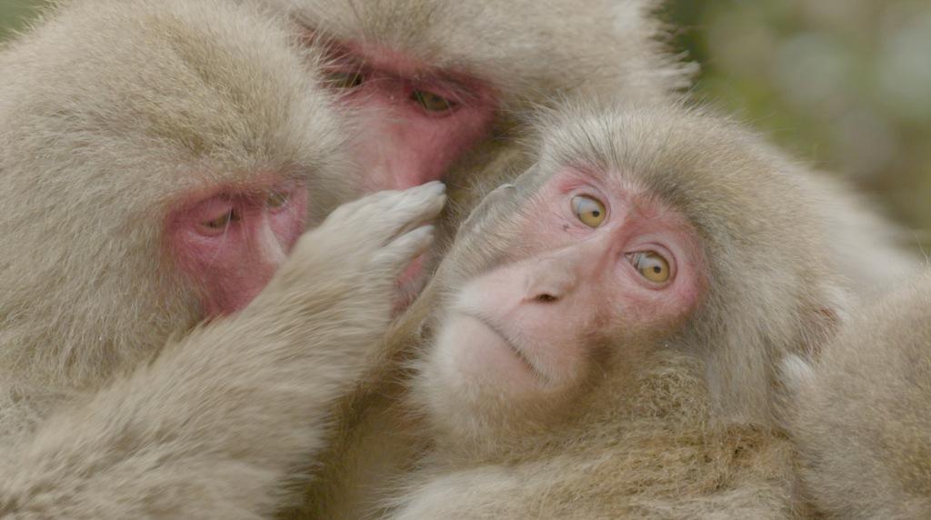 Decoding Animal Culture - © Docland Yard Decoding Animal Culture - © Docland Yard