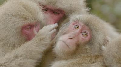 Decoding Animal Culture Decoding Animal Culture