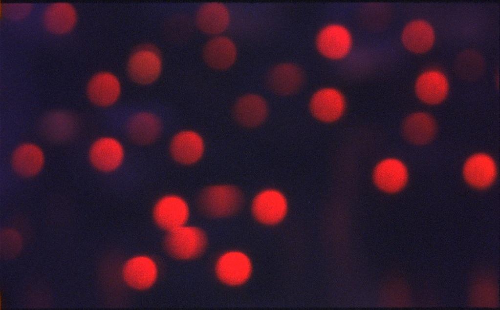 Il fait nuit en Amérique Il fait nuit en Amérique