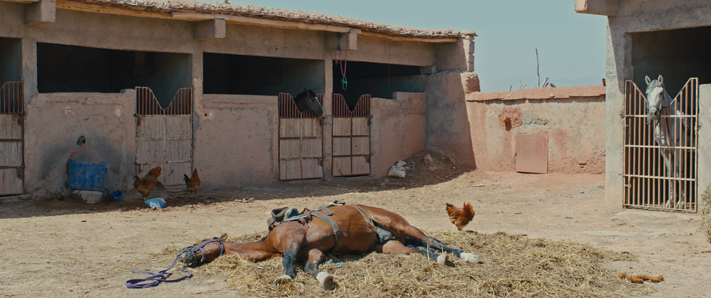 Why Did You Leave the Horse Alone? Why Did You Leave the Horse Alone?