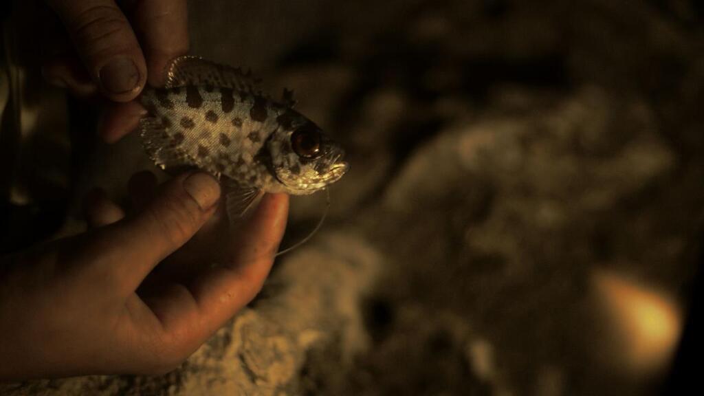 VIS Vienna Independent Shorts - 2024