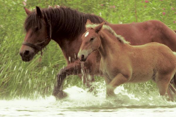 Pom le poulain Pom le poulain