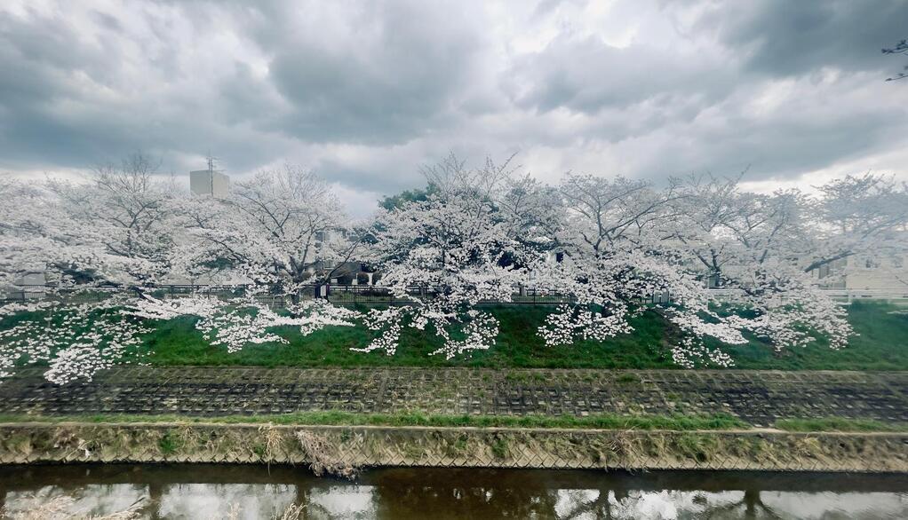 La Folie des Fleurs La Folie des Fleurs