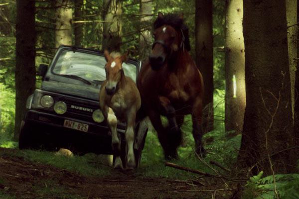 Pom le poulain Pom le poulain