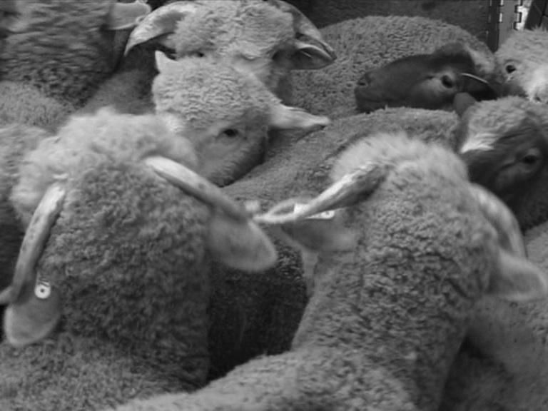 Lanzarote Film Festival - 2012