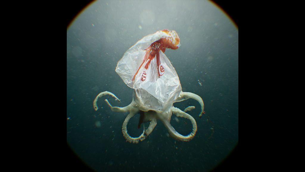 Animation First - 2024