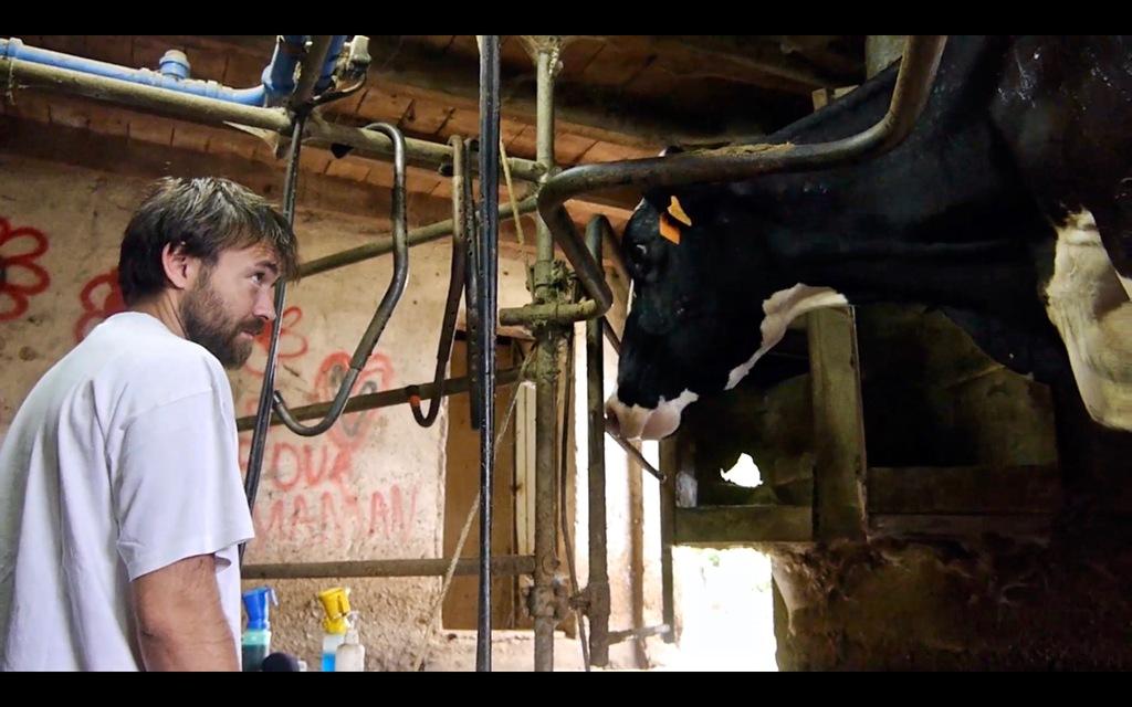 Cows With No Name Cows With No Name