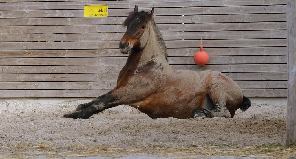Grande-Synthe - La Ville où tout se joue Grande-Synthe - La Ville où tout se joue