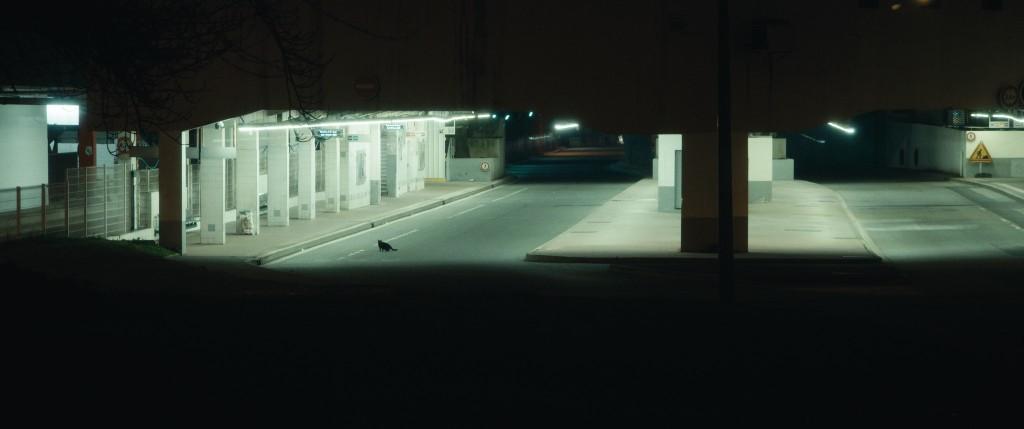 A Wolf in the Dark A Wolf in the Dark