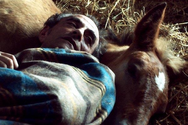 Pom le poulain Pom le poulain