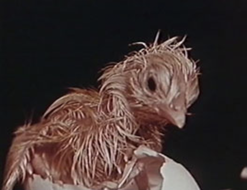 Follow the Egg Follow the Egg