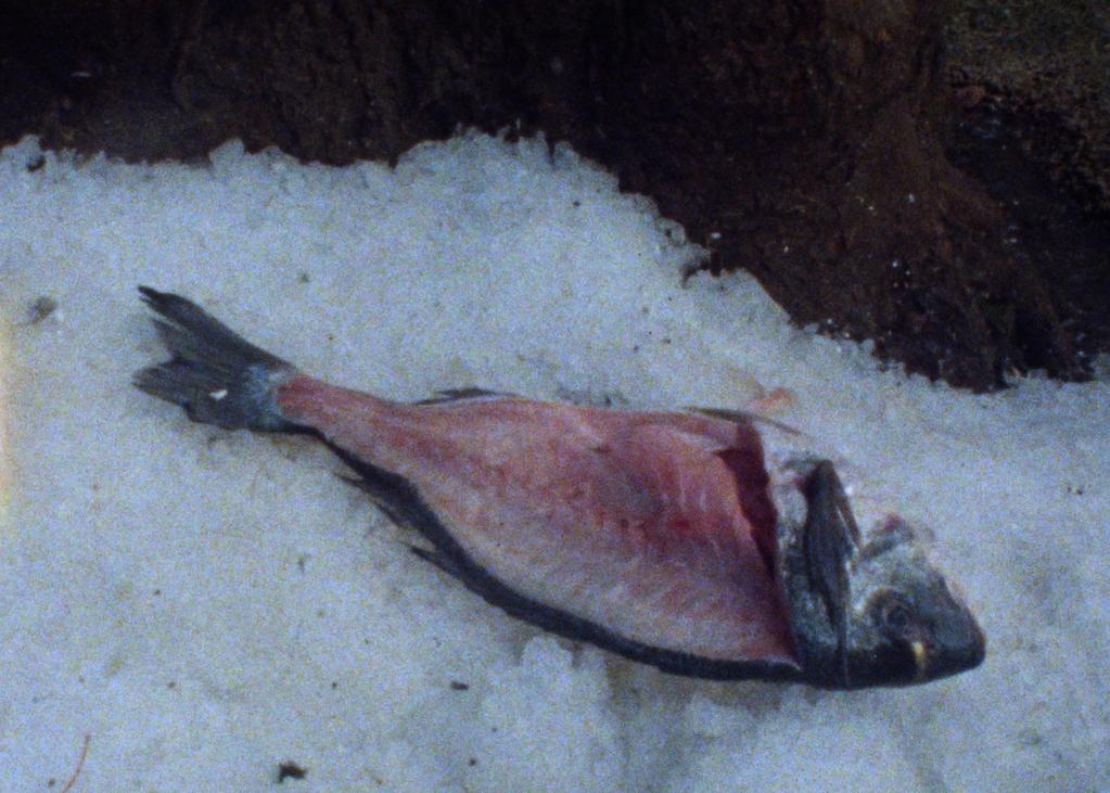 International Film Festival Rotterdam (IFFR) - 2026