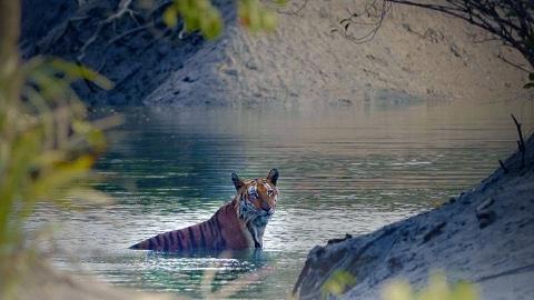 Last Kingdom of the Tiger Last Kingdom of the Tiger