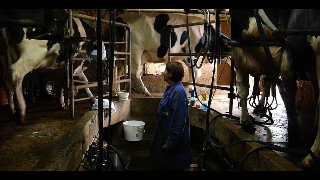 Les Vaches N Auront Plus De Nom Les Vaches n'auront plus de nom de Hubert Charuel (2019) - UniFrance