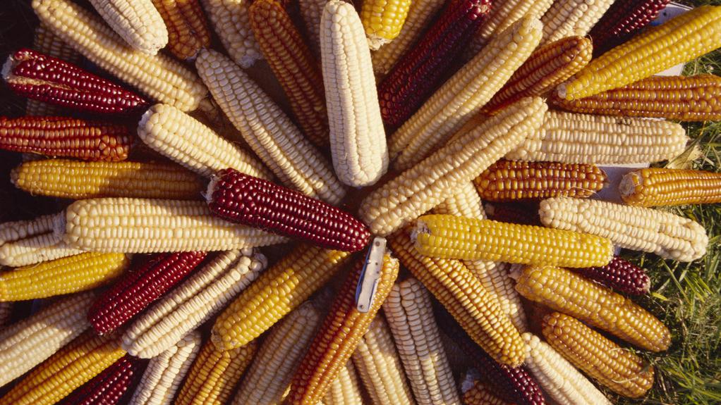 International Film Festival in Bratislava - 2010