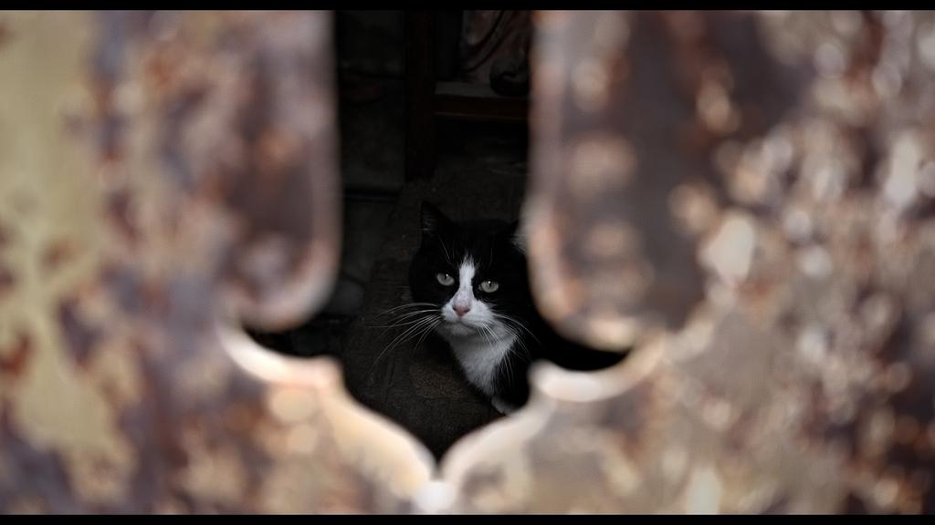 L&eacute;o Salom&eacute;