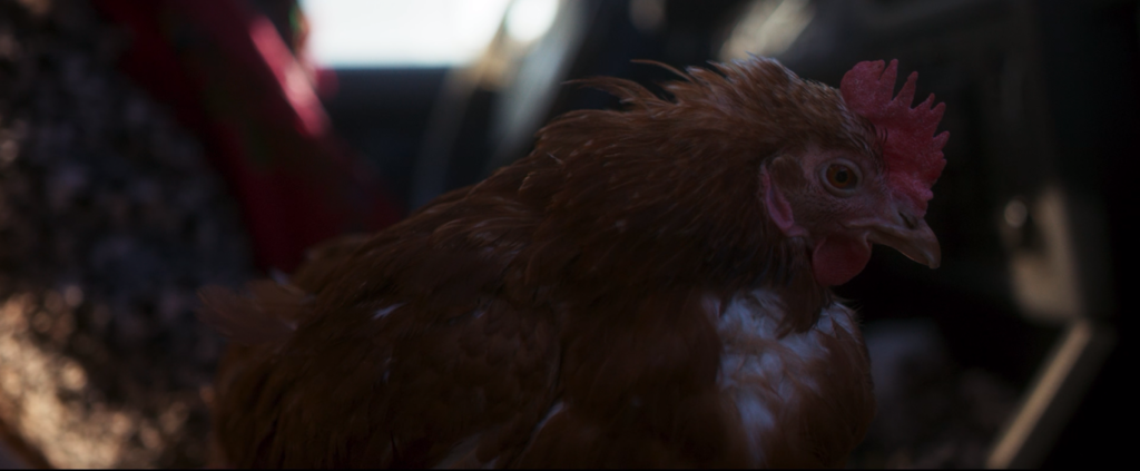 Las Poulettes Las Poulettes