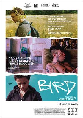 Bird - Norway Bird - Norway