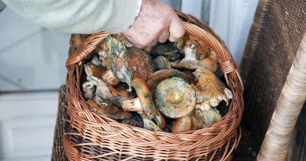 Le Potager de mon grand-père Le Potager de mon grand-père