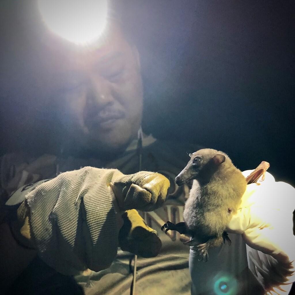 Covid 19 : La quête des origines Covid 19 : La quête des origines