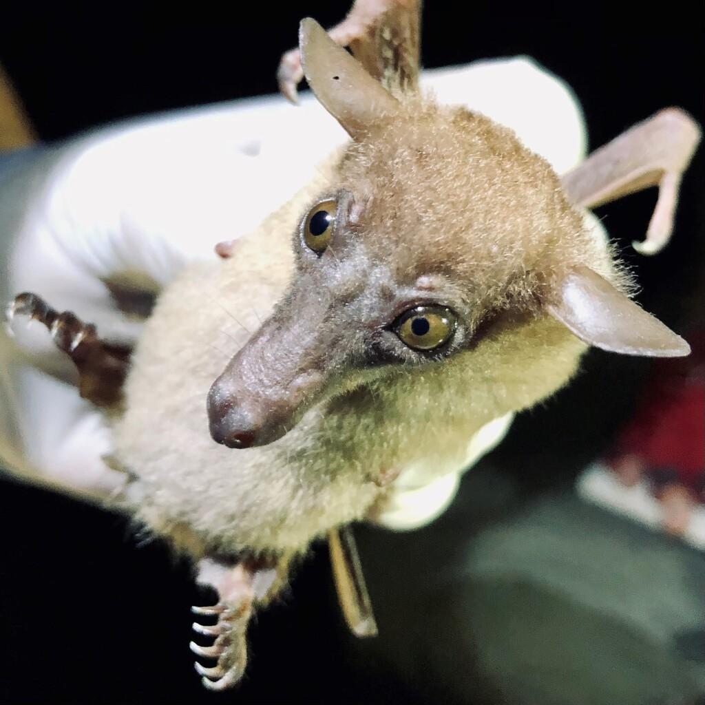 Discover Project: The Genesis of A Virus