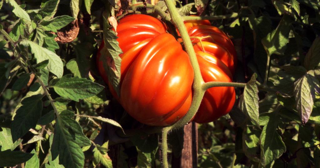 My Grandpa's Garden My Grandpa's Garden