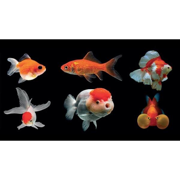 Des poissons pas si cons ?