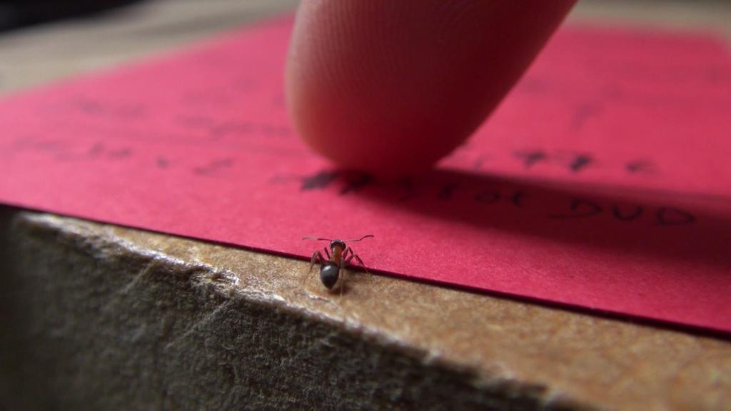 Le Poireau perpétuel Le Poireau perpétuel