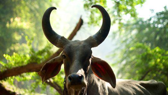 The Voice of the Body The Voice of the Body