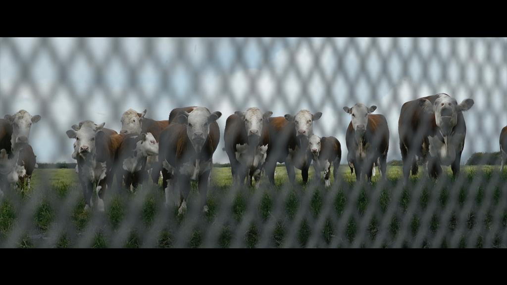 Rhode Island International Film Festival - 2021