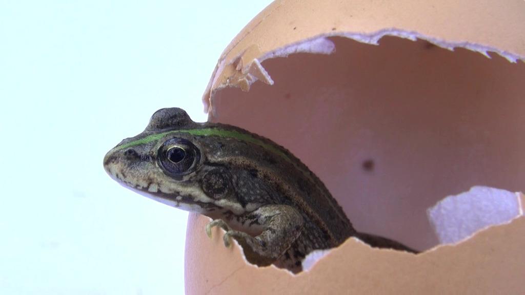 Le Poireau perpétuel Le Poireau perpétuel