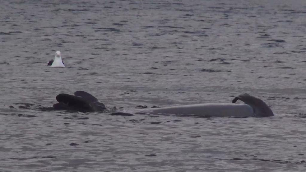 Even The Moon Pitches Even The Moon Pitches