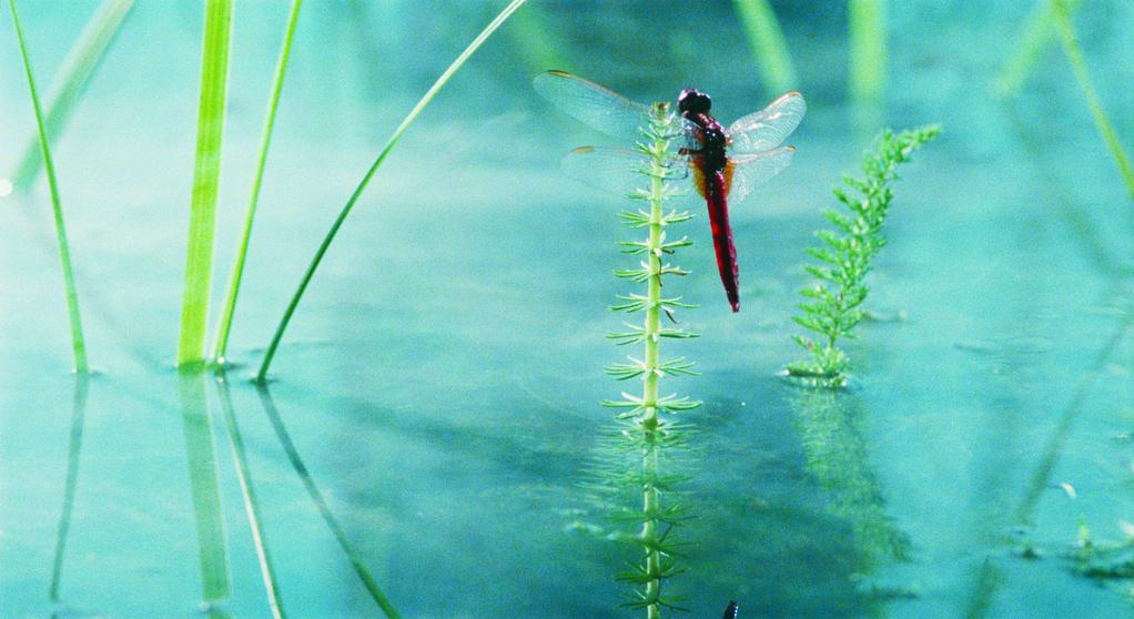 La Clé des champs La Clé des champs