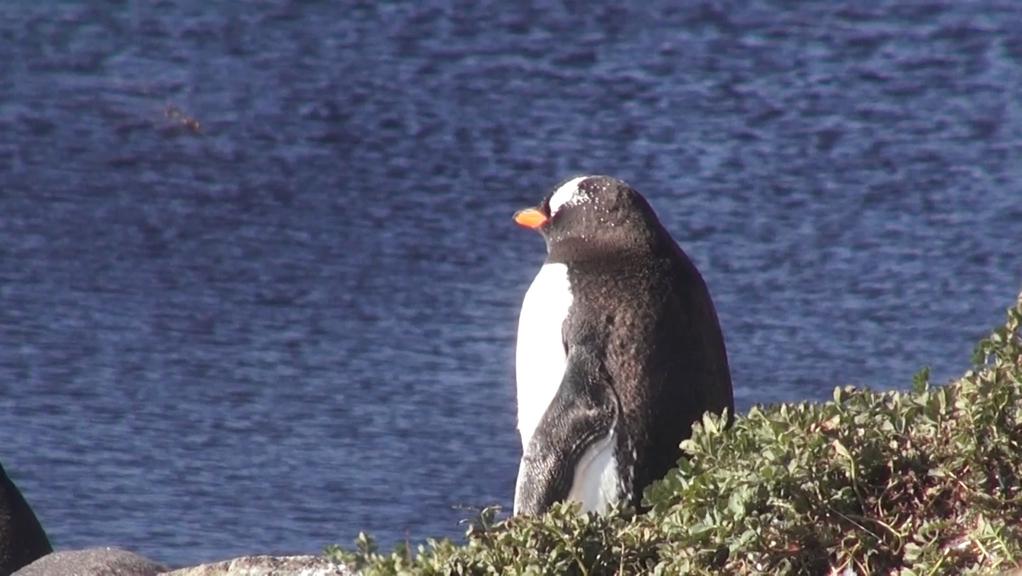 Even The Moon Pitches Even The Moon Pitches